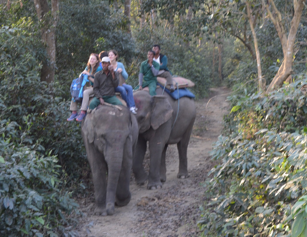象に乗ってジャングル探検